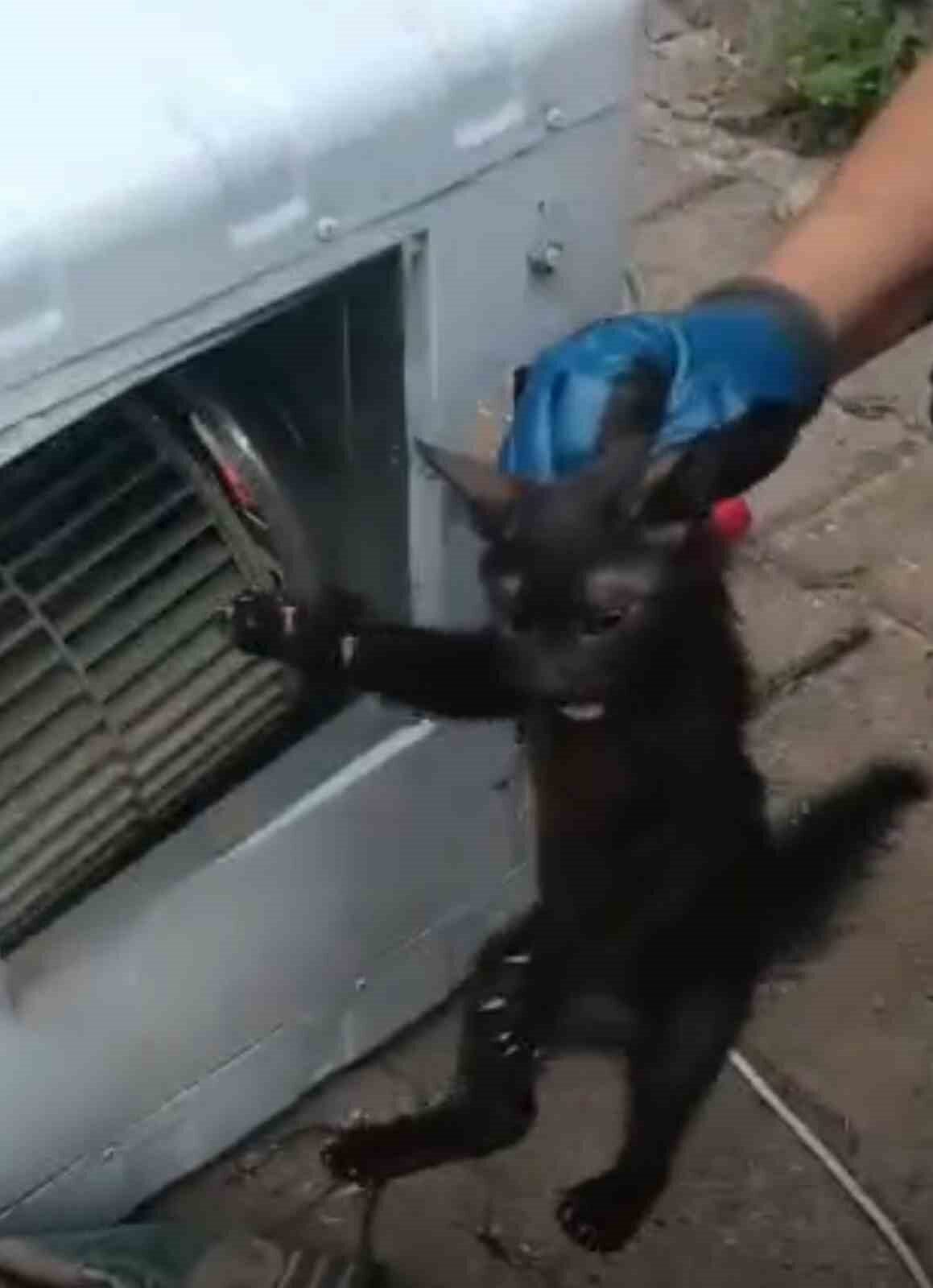 Batman’da bir evin klima motoruna giren kedi, itfaiye ekiplerinin 2