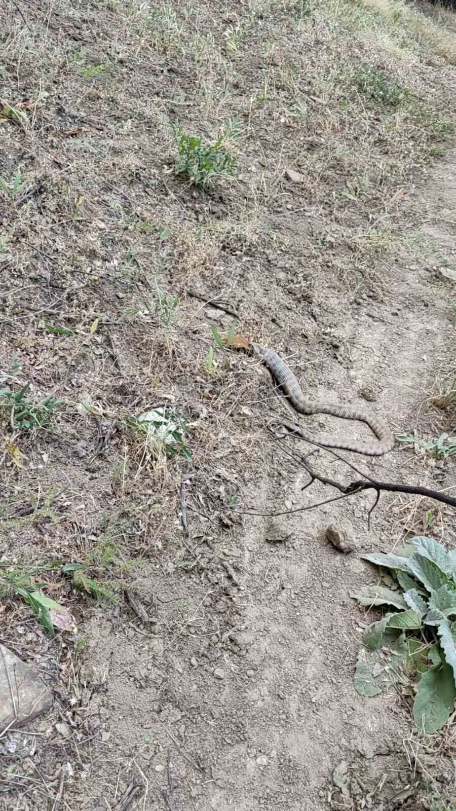 Tunceli’de sincap yutan koca engerek görüntülendi. Tunceli’nin Nazımiye ilçe girişinde