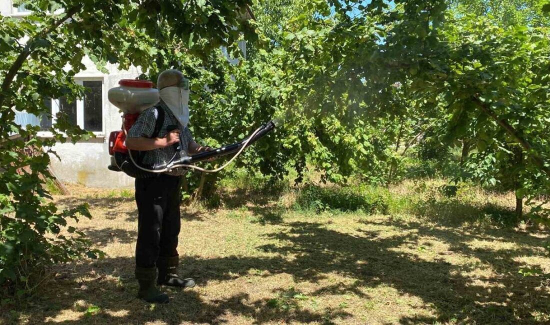 Düzce’de fındık üreticileri, mahsulde kalite kaybına yol açan ve son