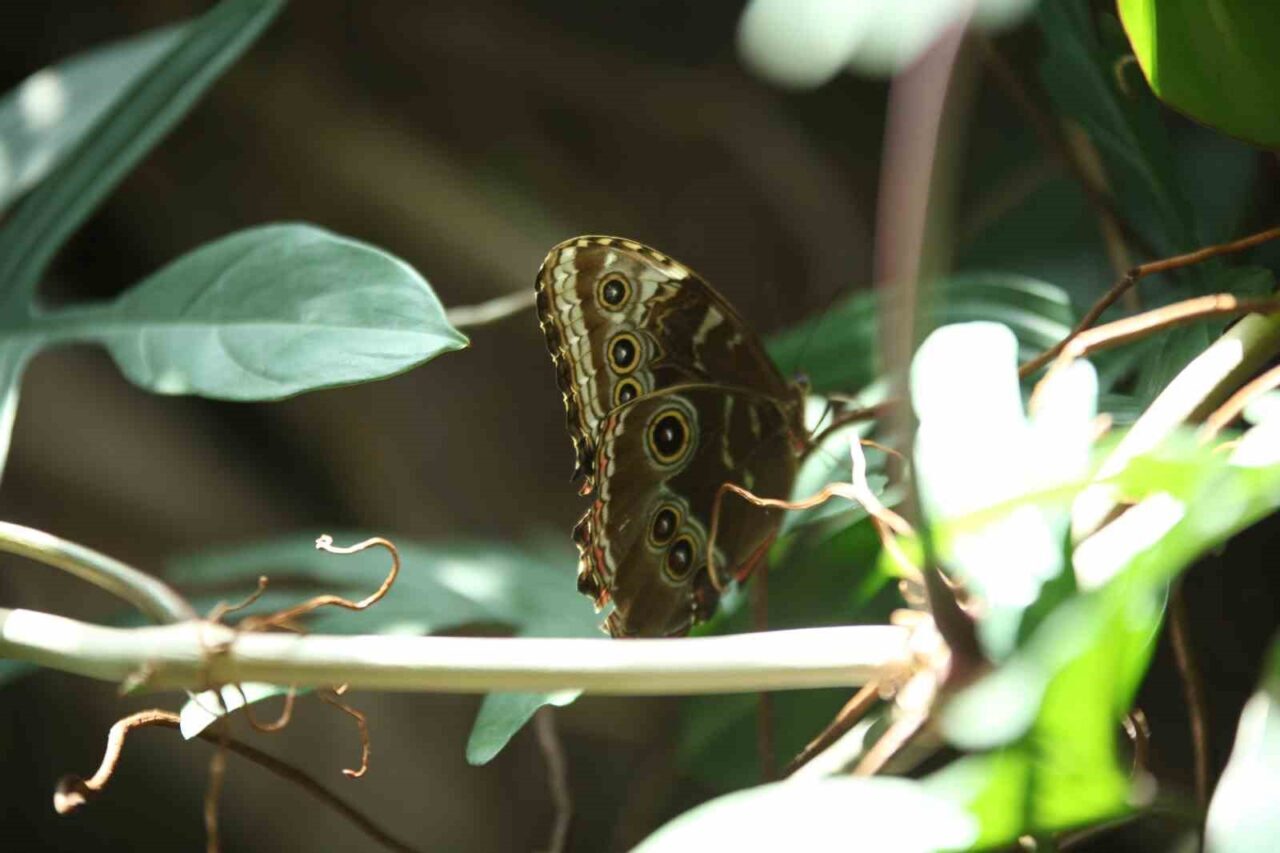 Konya Tropikal Kelebek Bahçesi, şehirde en çok ziyaret edilen mekanlar