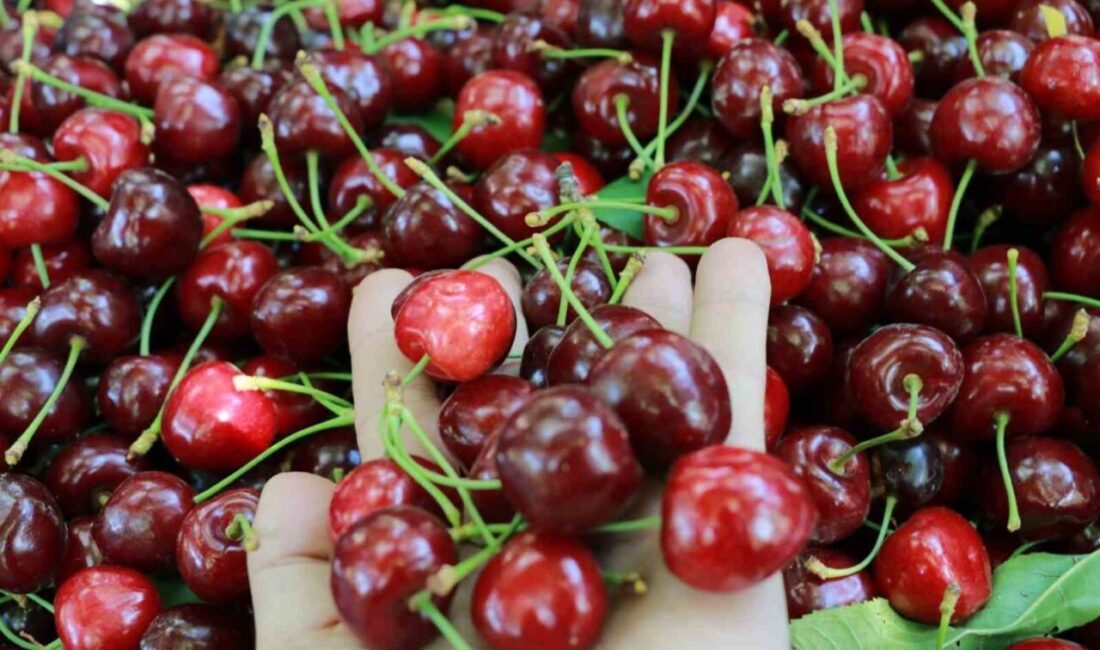 Türkiye’de en geç kiraz hasadının yapıldığı merkezlerden biri olan Konya’nın