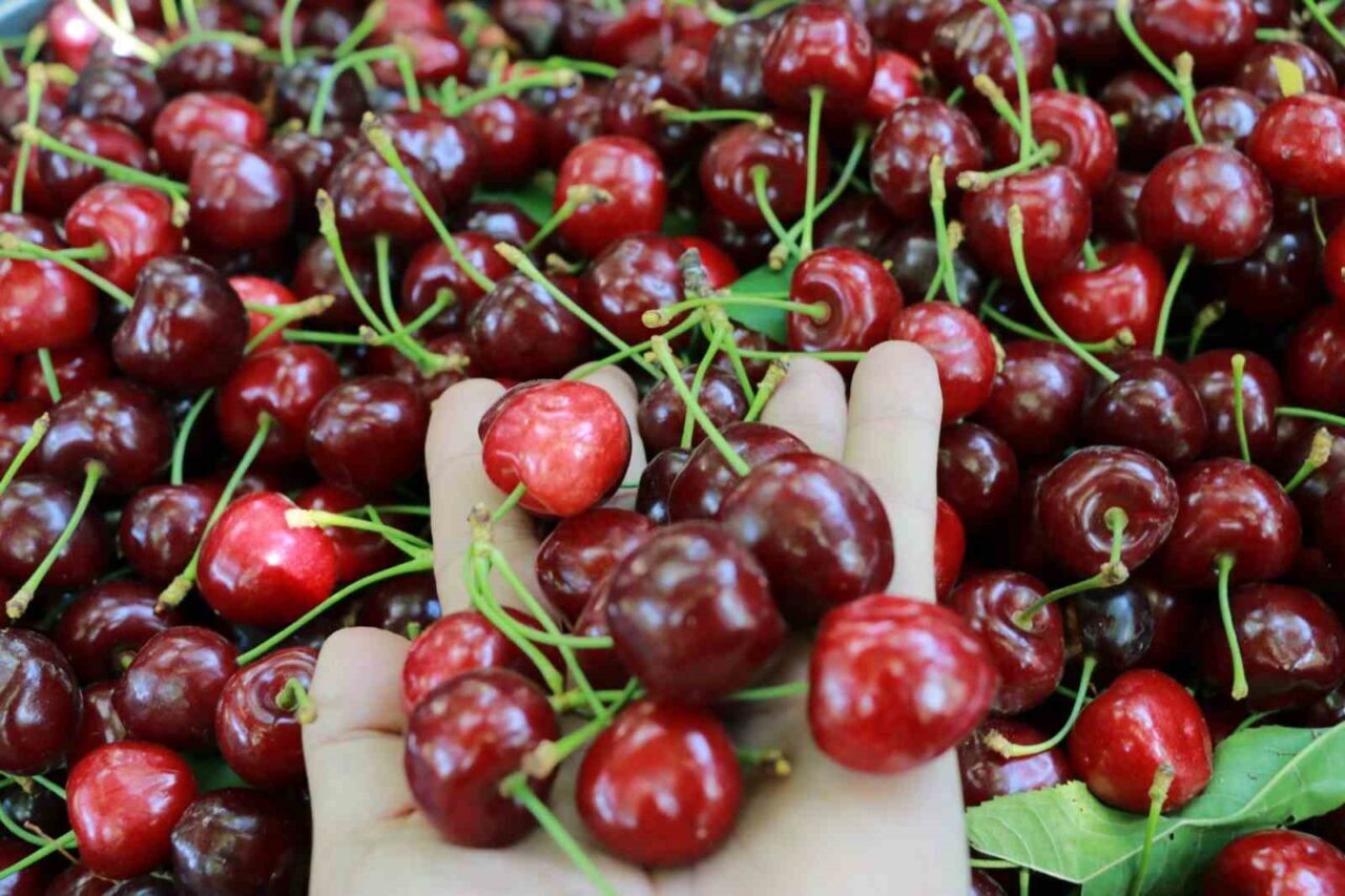 Türkiye’de en geç kiraz hasadının yapıldığı merkezlerden biri olan Konya’nın