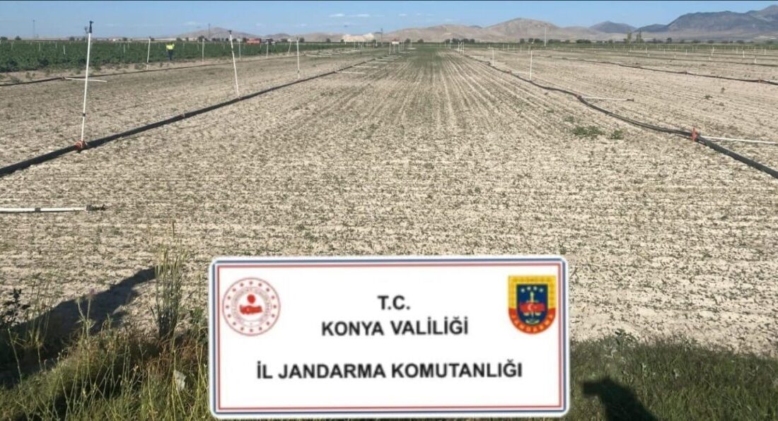 Konya’da jandarma ekipleri tarafından düzenlenen operasyonlarda yaklaşık 400 bin kök
