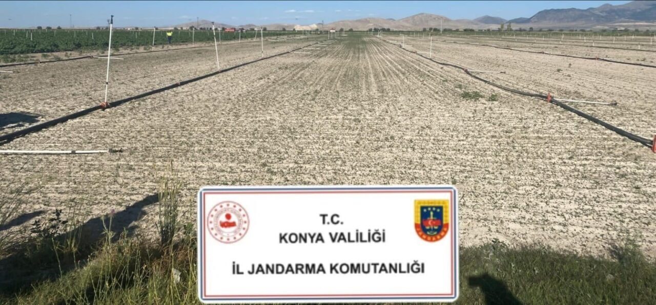 Konya’da jandarma ekipleri tarafından düzenlenen operasyonlarda yaklaşık 400 bin kök