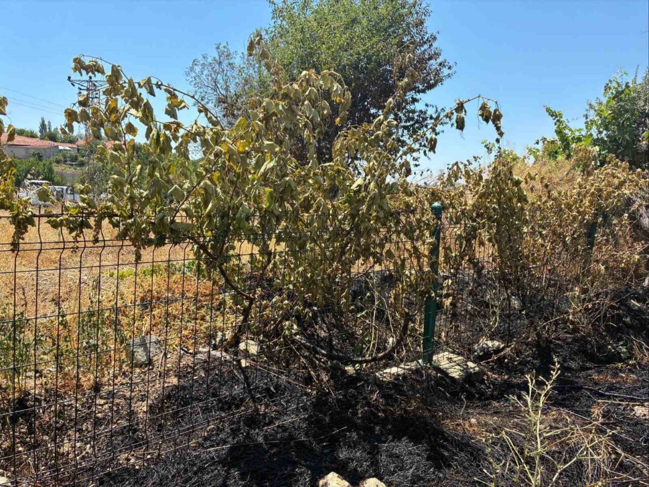 Yozgat’ta elektrik direğinden kopan kablo ekili alan ve meyve ağaçlarının