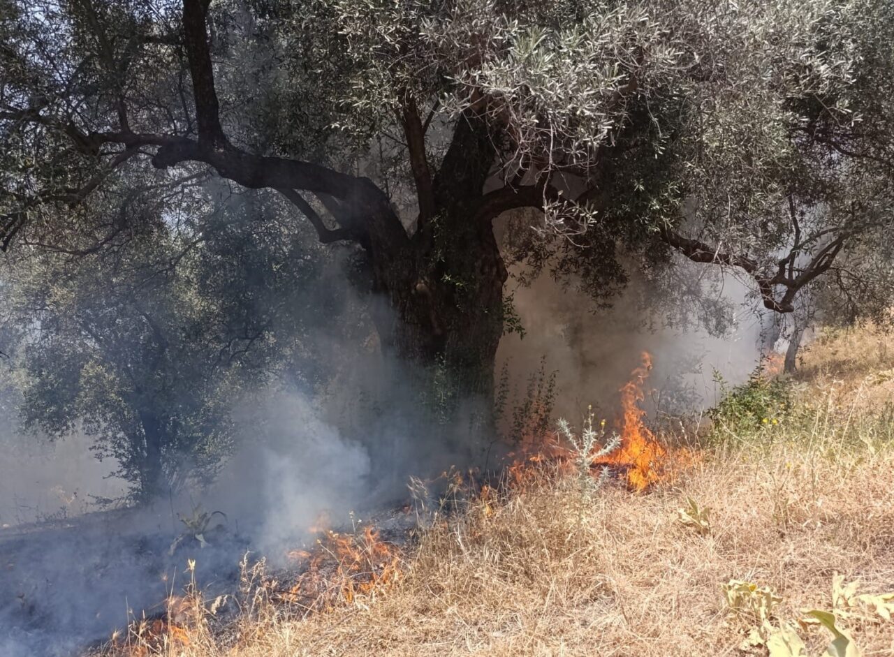 Aydın’ın Köşk ilçesinde zirai alanda çıkan yangın Aydın Büyükşehir Belediyesi