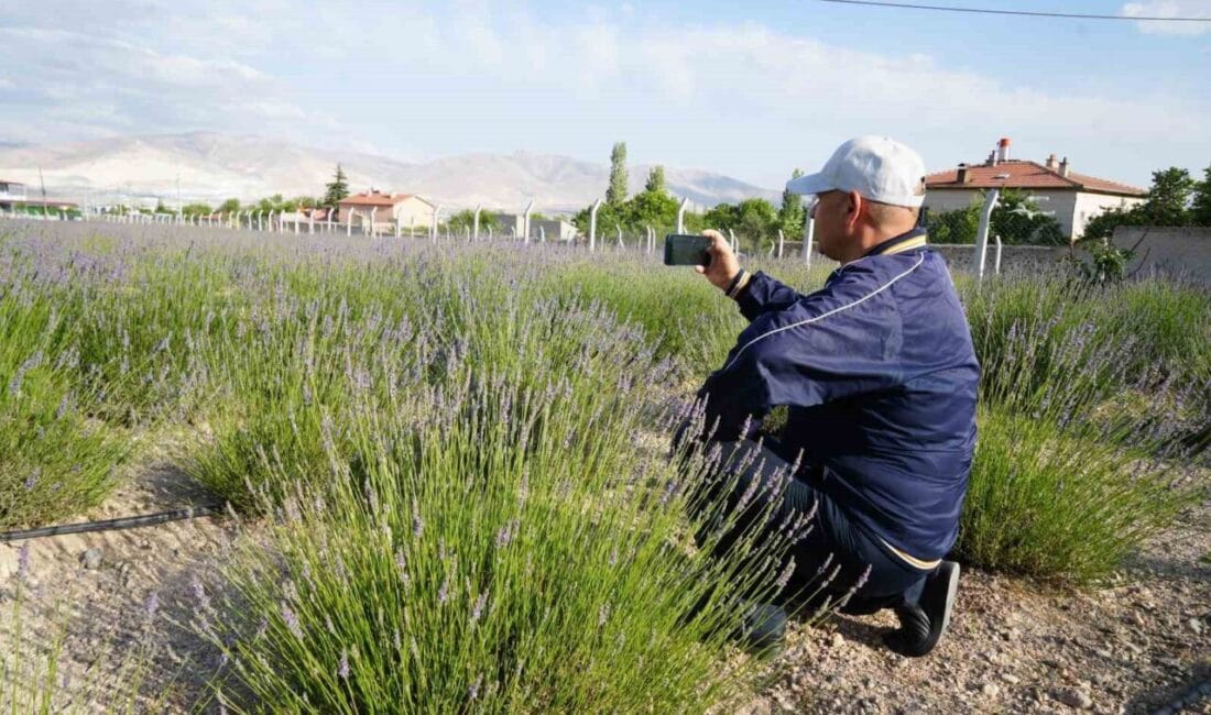 Niğde merkeze bağlı Yeşilburç köyünde kullanılmayan boş arazi, lavanta bahçesine