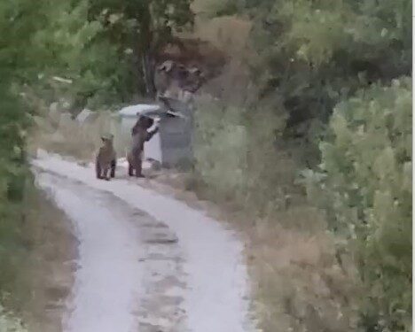 Tokat’ın Reşadiye ilçesindeki bir köyde aç kalan ayılar çöp konteynerlerine