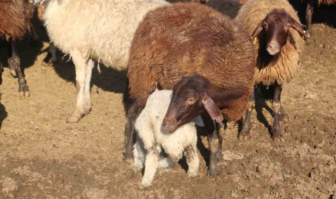 Bayburt’ta sürdürülen ’Köyümde Yaşamak İçin Bir Sürü Nedenim Var’ projesi