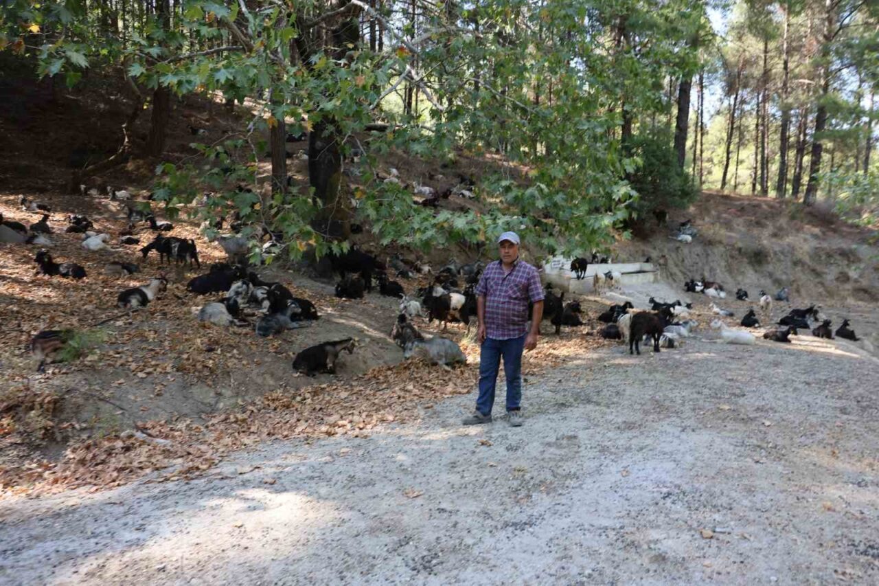 Türkiye’nin yangına en hassas bölgelerinin başında gelen Ege’de yok olmaya