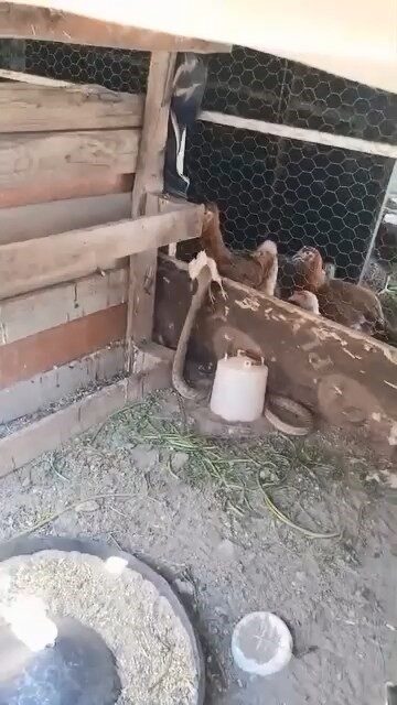 Elazığ’da kümese giren yılan, bir civcivi telef etti. O anlar