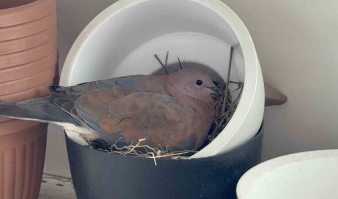 Düzce’de satışı yapılmak üzere sergilenen bir saksının içine kumru yuva