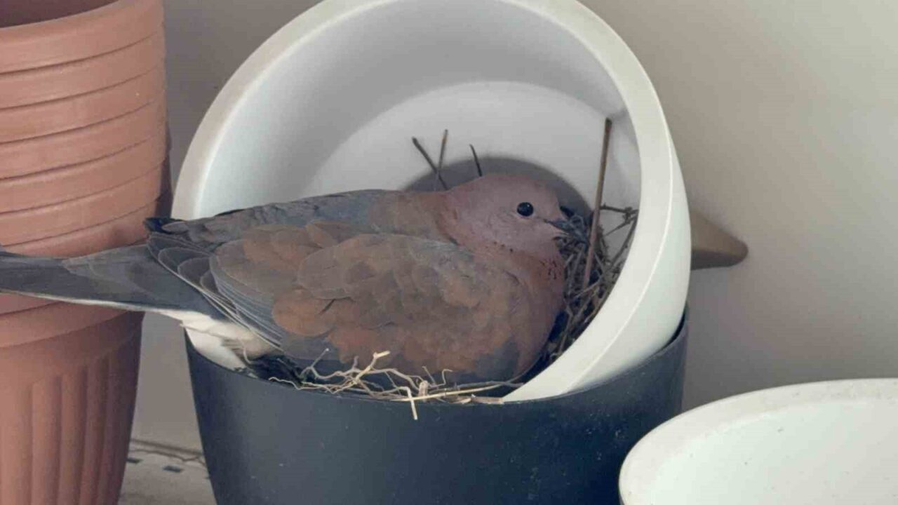 Düzce’de satışı yapılmak üzere sergilenen bir saksının içine kumru yuva