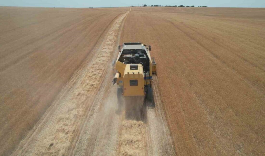 Anadolu’nun en verimli tahıl üretilen bölgelerinden biri olan Ankara’da buğday