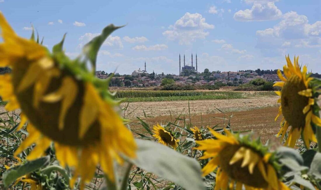 Trakya Bölgesi’nde ayçiçeği üreticileri kuraklıkla mücadele ediyor. Üreticiler, mayıs ayından