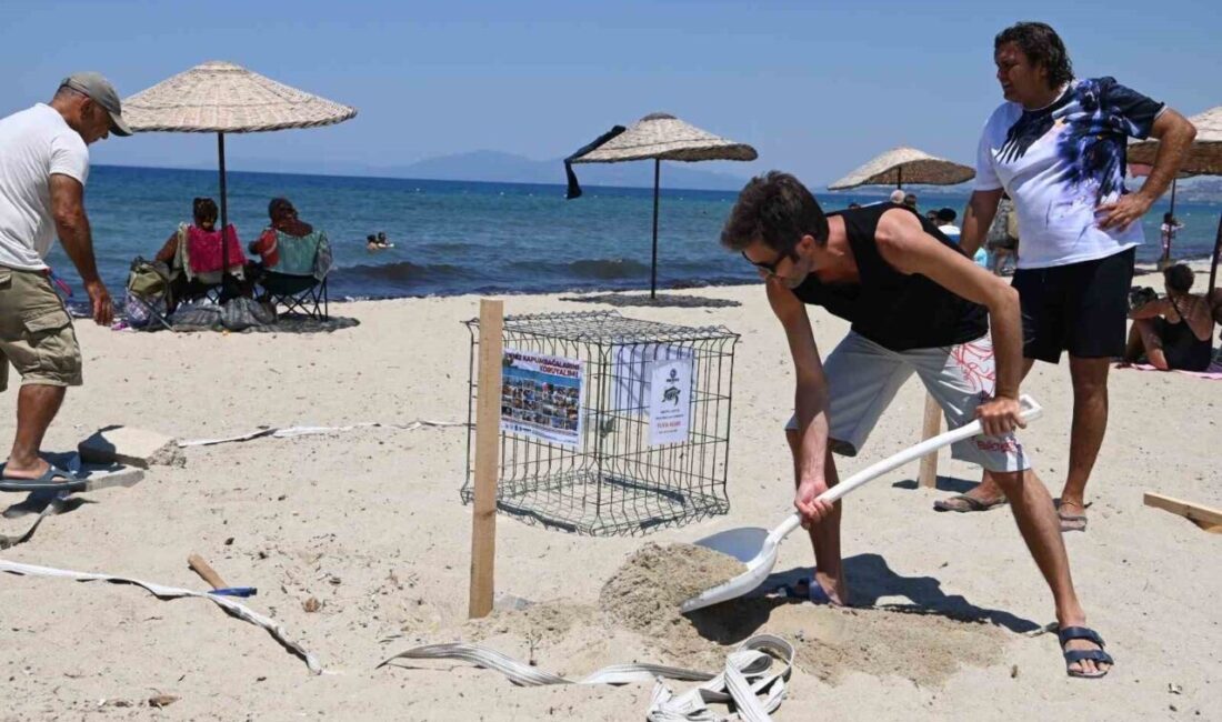 Aydın’ın Kuşadası ilçesinde, ‘caretta caretta’ cinsi iri baş deniz kaplumbağasının
