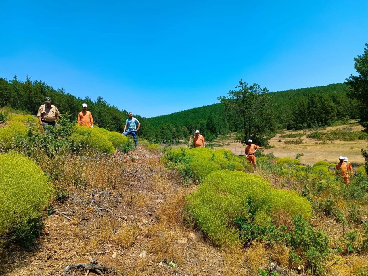 Kütahya Orman İşletme Müdürlüğüne bağlı Simav, Tavşanlı ve Emet Orman