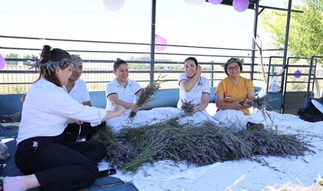 Afyonkarahisar’ın Sandıklı ilçesinde yer alan bir lavanta ve kekik üretim