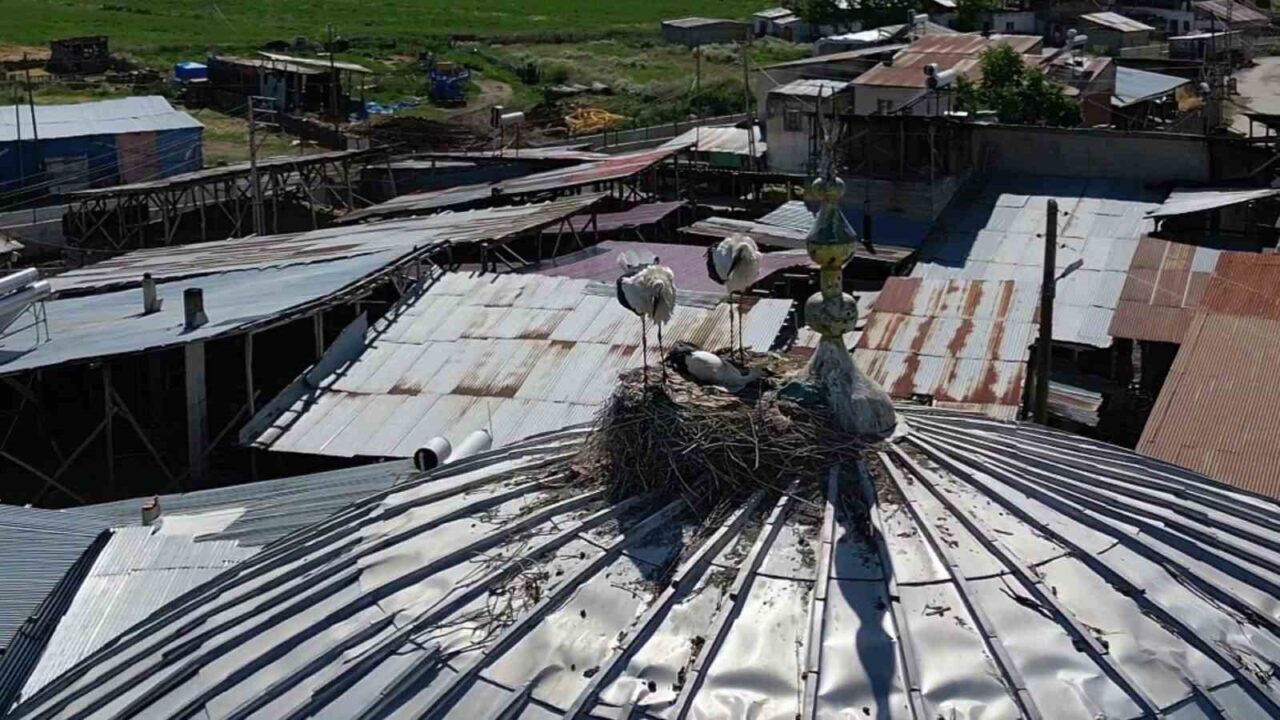 Erzurum’un Yakutiye ilçesine bağlı Güzelova Mahallesi, göçmen kuşların uğrak noktası