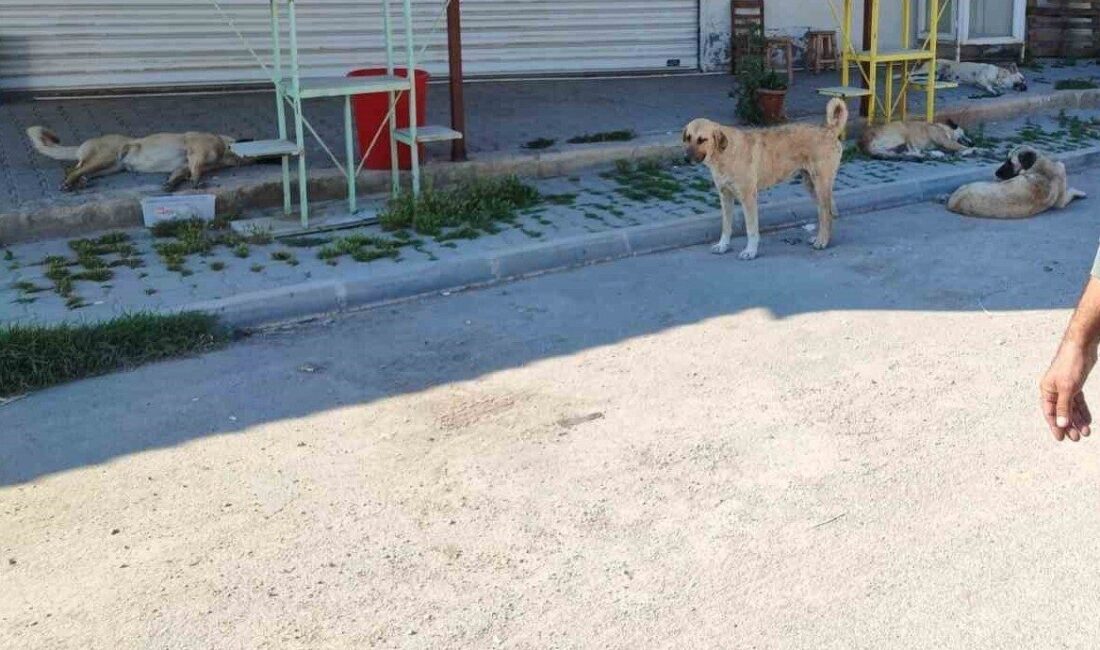 Adana’da mahalle sakinleri sokak köpekleri yüzünden çocuklarının dışarı çıkamadığını köpeklerin