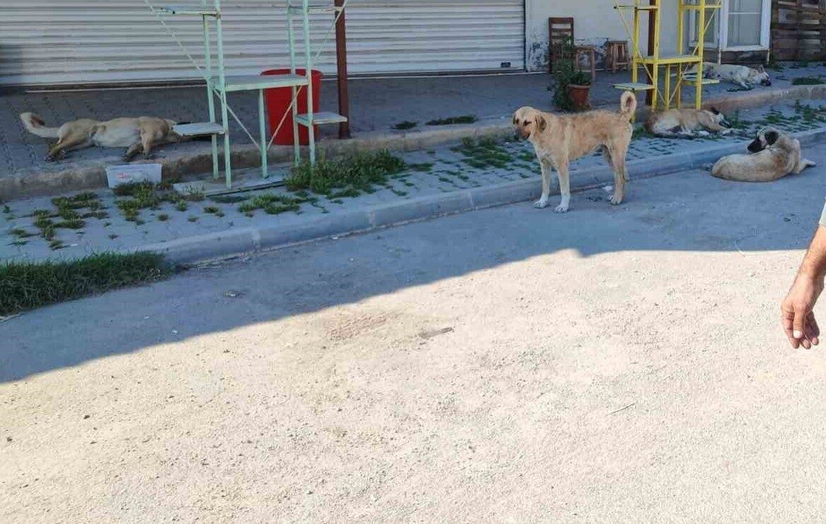 Adana’da mahalle sakinleri sokak köpekleri yüzünden çocuklarının dışarı çıkamadığını köpeklerin