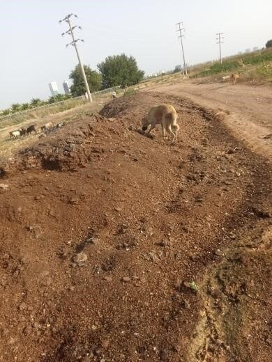Adana’da bir mahallede kanal kenarına atlıan tavuk pisliğinden dolayı yayılan