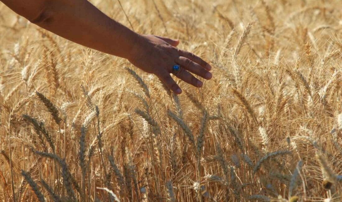 Türkiye Ürün İhtisas Borsası (TÜRİB) Elektronik Ürün Senedi (ELÜS) piyasasında