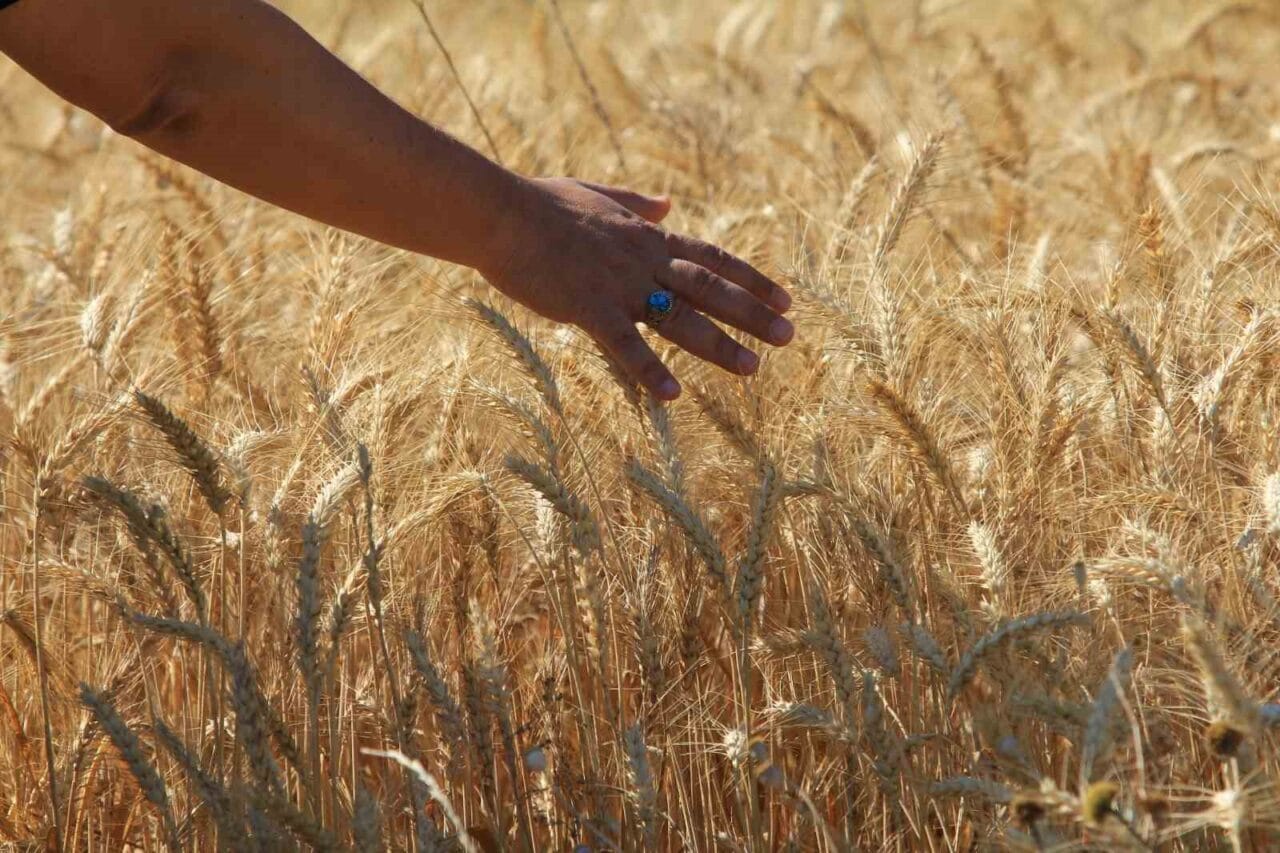 Türkiye Ürün İhtisas Borsası (TÜRİB) Elektronik Ürün Senedi (ELÜS) piyasasında