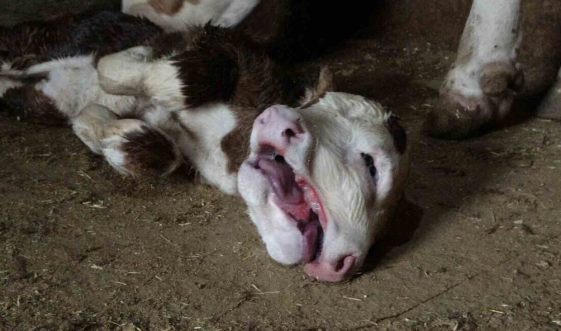 Malatya’nın Akçadağ ilçesinde çift başlı doğan buzağı görenleri hayrete düşürdü.