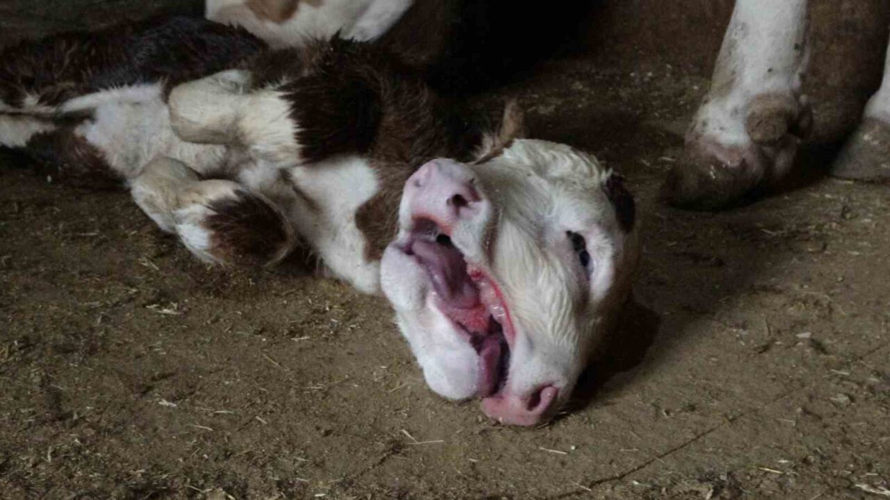 Malatya’nın Akçadağ ilçesinde çift başlı doğan buzağı görenleri hayrete düşürdü.