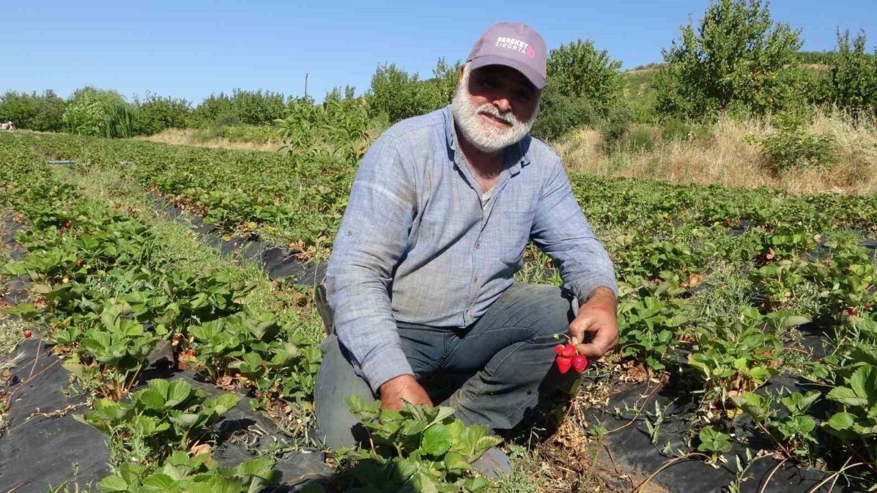 Malatya’da Nisan ayında etkili olan zirai don, birçok bölgede meyve
