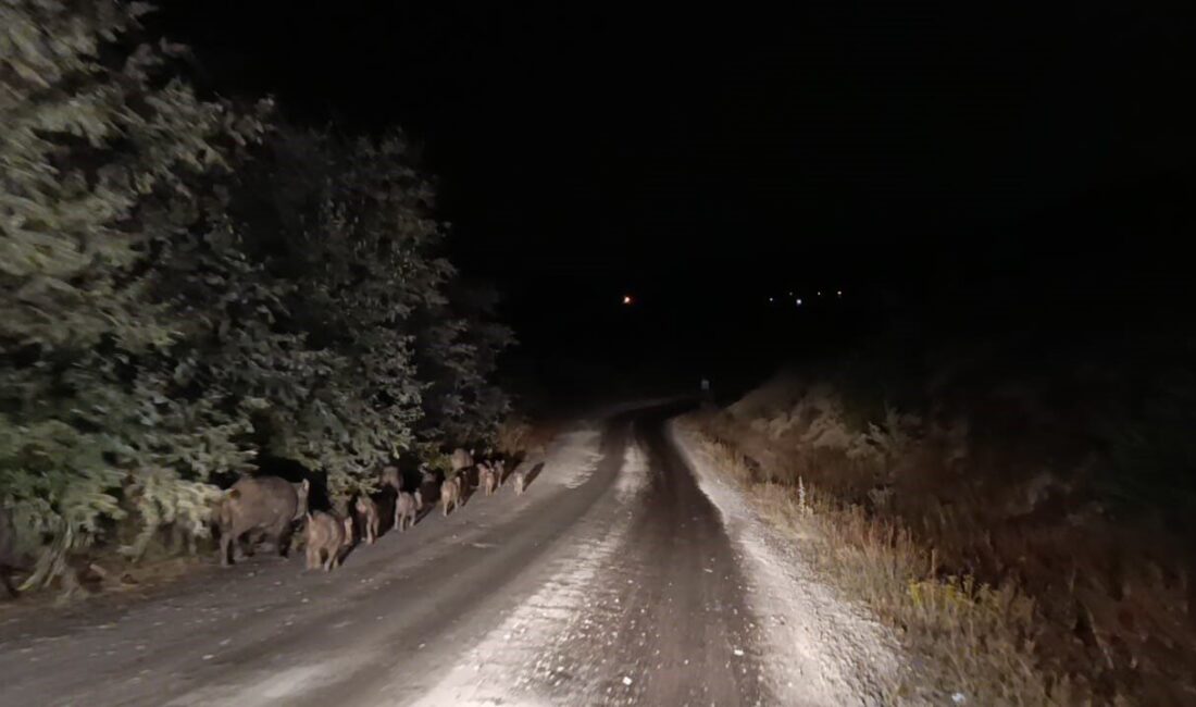 Malatya’nın Akçadağ ilçesinde yaklaşık 20 yaban domuzundan oluşan sürü, cep