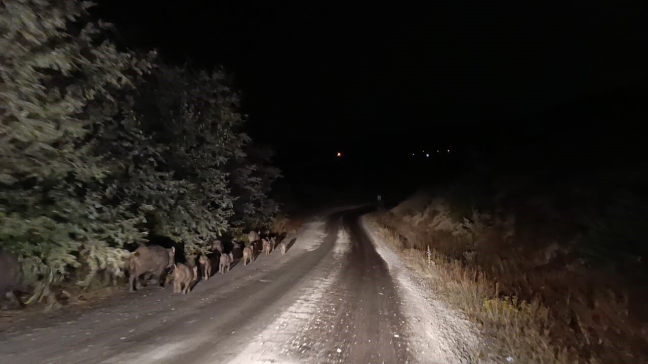 Malatya’nın Akçadağ ilçesinde yaklaşık 20 yaban domuzundan oluşan sürü, cep