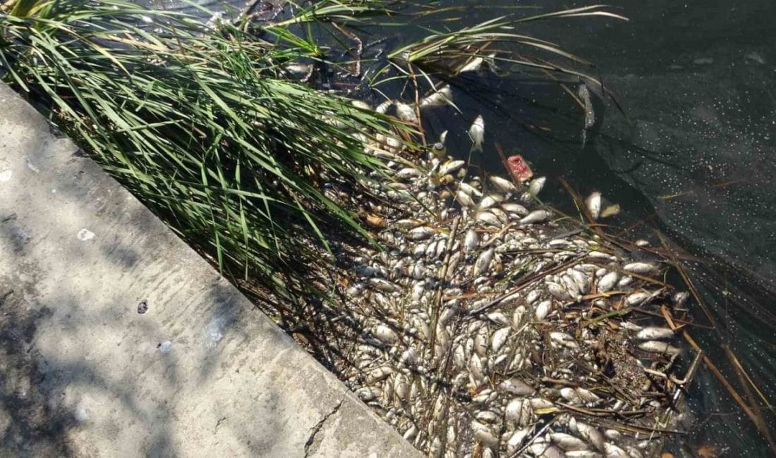 Maltepe Süreyyapaşa Barajı’nda binlerce balık telef oldu. Büyük ve küçük