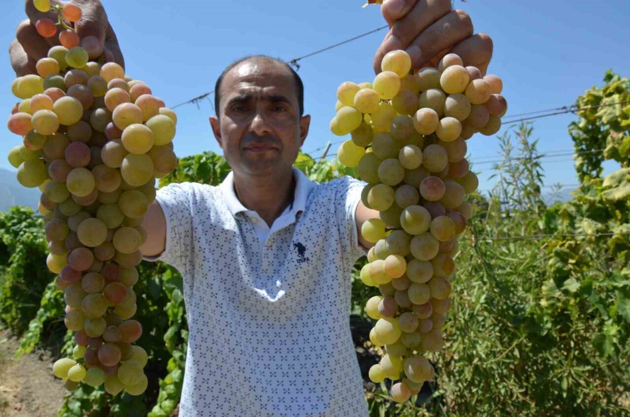 Manisa Bağcılık Araştırma Enstitüsü’nün koleksiyon parselinde yer alan 12 asmalık