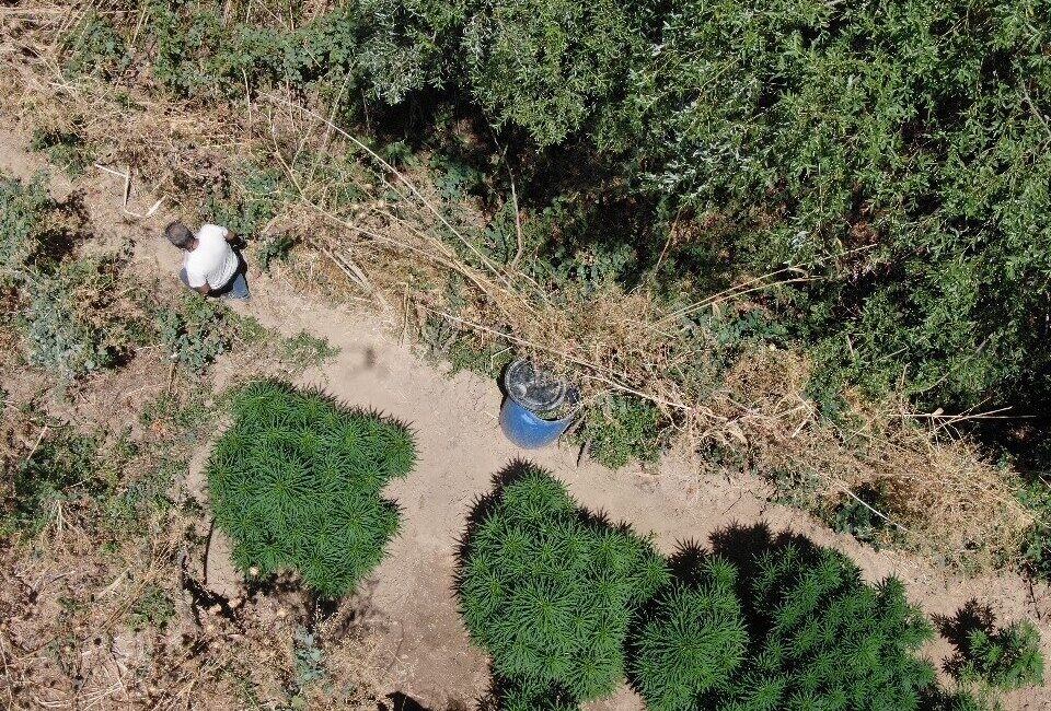 Manisa il genelinde yasa dışı kenevir bitkisi üretimi yapanlara yönelik