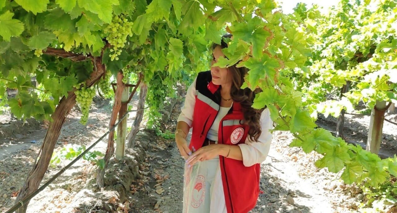 Manisa’nın önemli tarım ürünlerinden olan ve erkenci özelliğiyle dikkat çeken