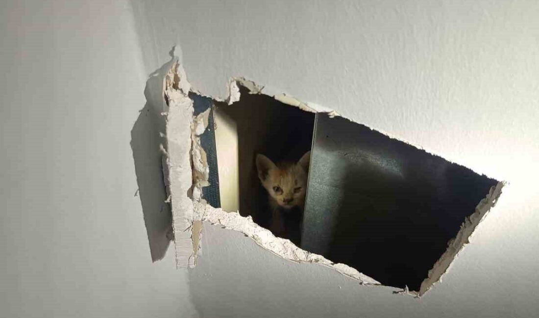 Mardin’in Kızıltepe ilçesinde havalandırma boşluğuna düşen iki yavru kedi, itfaiye