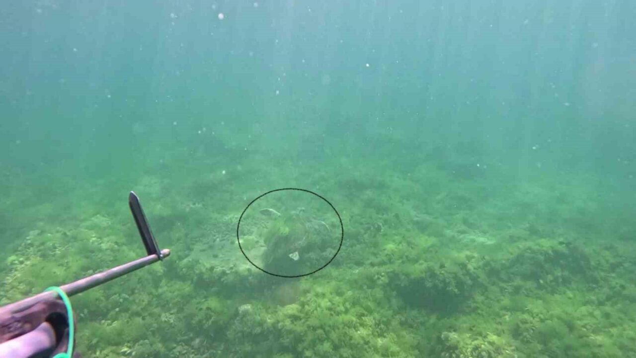 Tuzla açıklarında zıpkınla balık avcılığı yapan Ulaş Kocabaş, Marmara Denizin’in