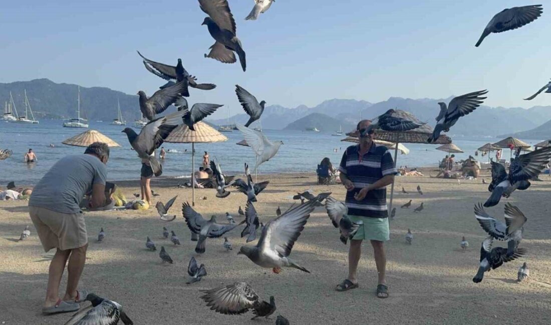 Yaz kış demeden Marmaris Halk Plajı’nı mesken tutan güvercinler, yalnızca