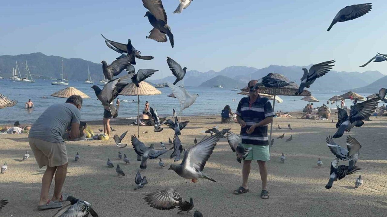 Yaz kış demeden Marmaris Halk Plajı’nı mesken tutan güvercinler, yalnızca