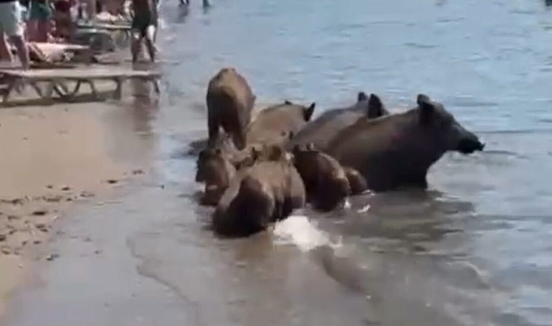 Muğla’nın turistik ilçesi Marmaris’te sahile inen yaban domuzları, turistlerin arasında