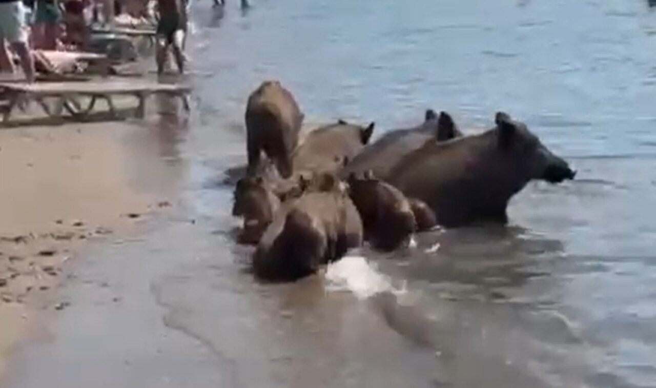 Muğla’nın turistik ilçesi Marmaris’te sahile inen yaban domuzları, turistlerin arasında