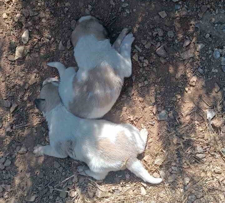 Kırşehir’in Özbağ beldesinde menfez girişine sıkışan iki köpek, İl Özel