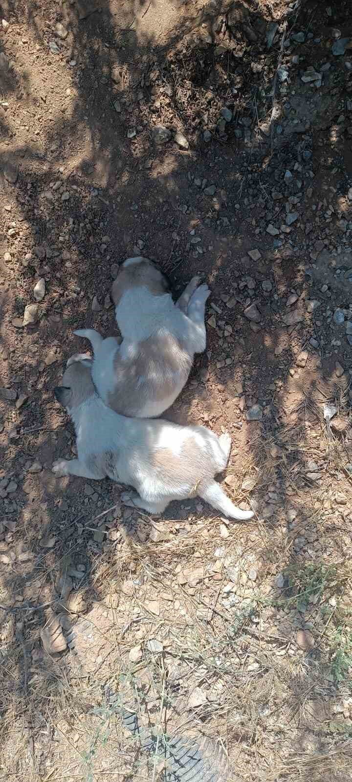 Kırşehir’in Özbağ beldesinde menfez girişine sıkışan iki köpek, İl Özel