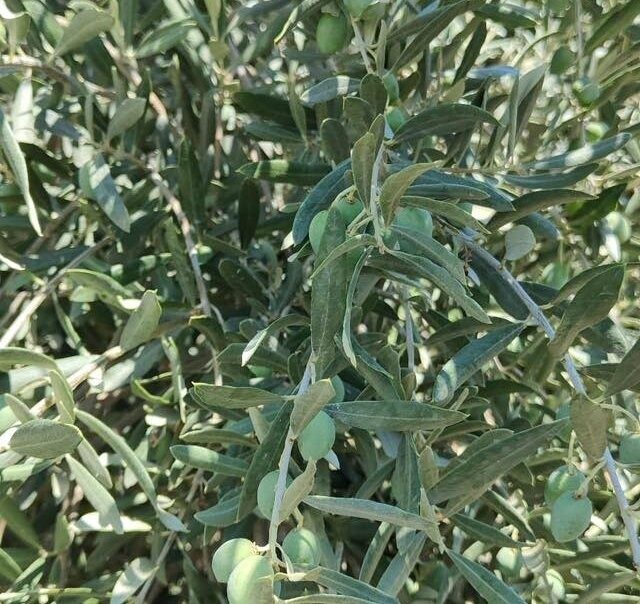 Muğla’nın Menteşe ilçesine bağlı Göktepe Mahallesi’nde, Menteşe İlçe Tarım ve