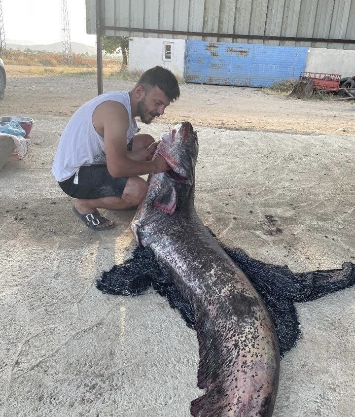Edirne’de Türkiye-Yunanistan sınırını oluşturan Meriç Nehri’nde, 73 kilogram ağırlığında dev