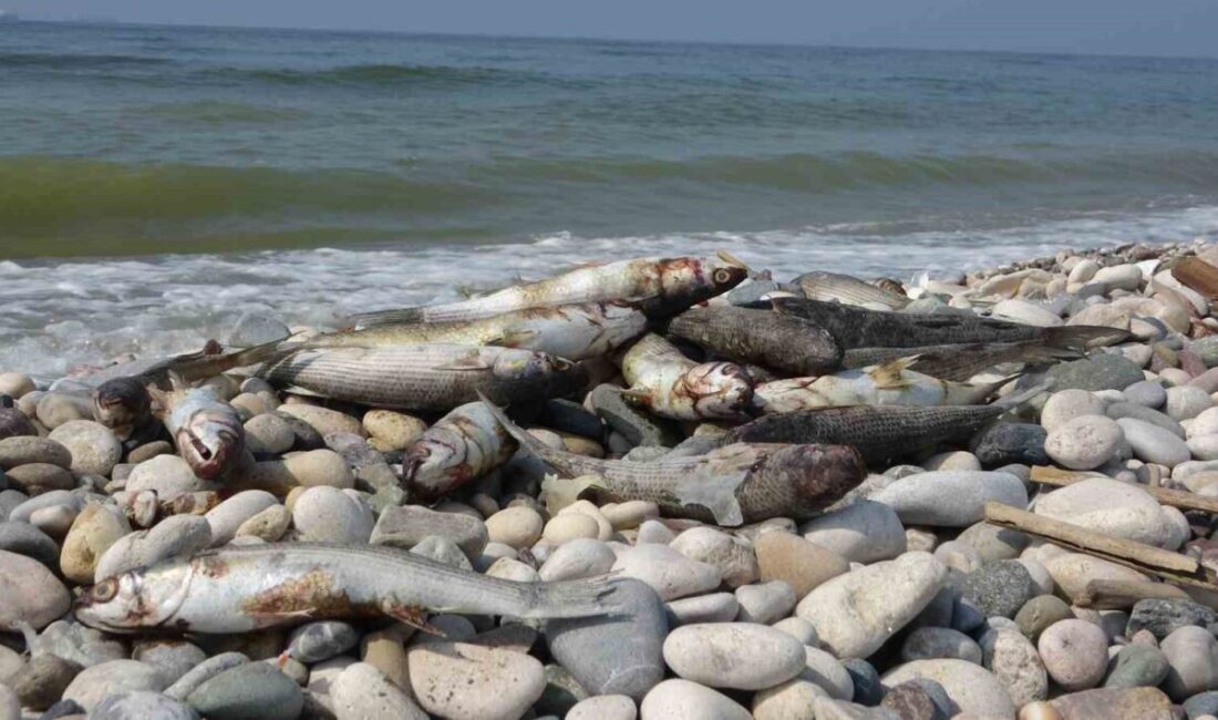 Mersin’in Akdeniz ilçesinde sahil boyunca kıyıya binlerce ölü balık ile
