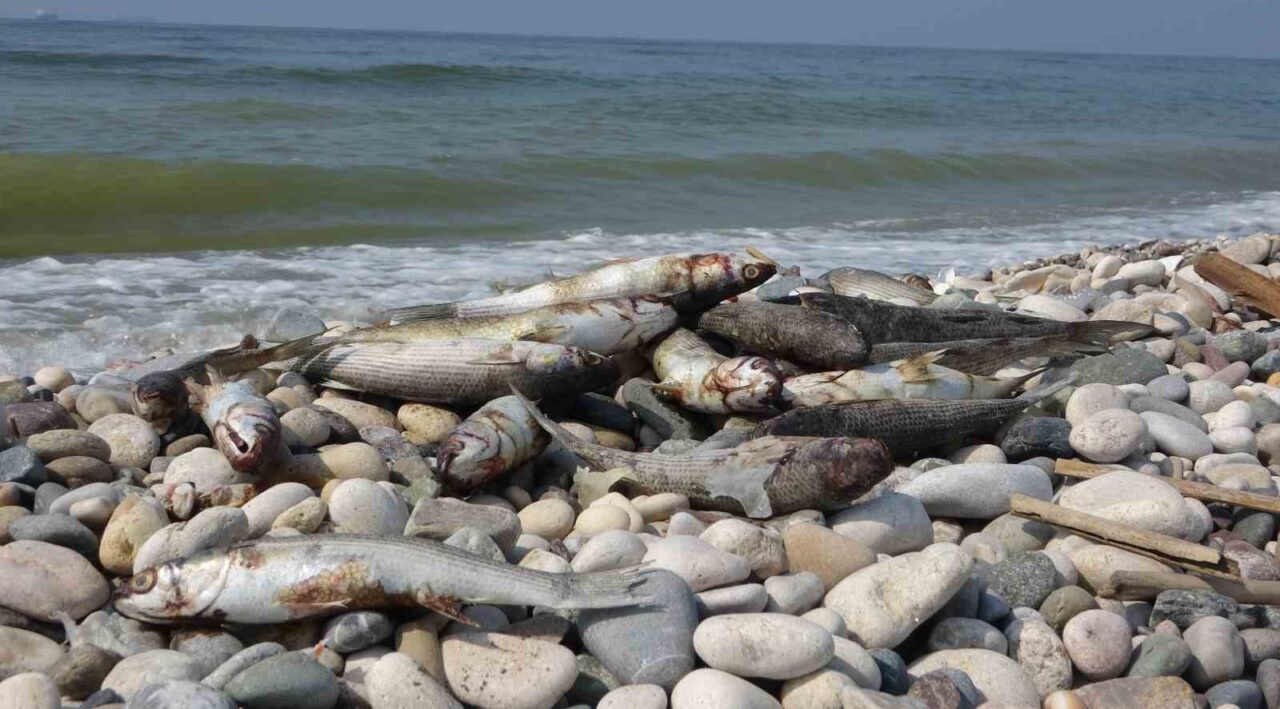 Mersin’in Akdeniz ilçesinde sahil boyunca kıyıya binlerce ölü balık ile