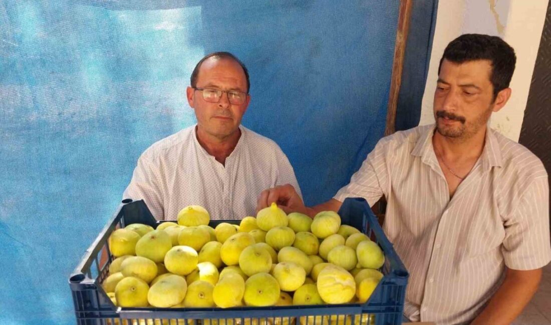 Mersin’in Mut ilçesinde ilk hasatta kilosu 200 liradan alıcı bulan